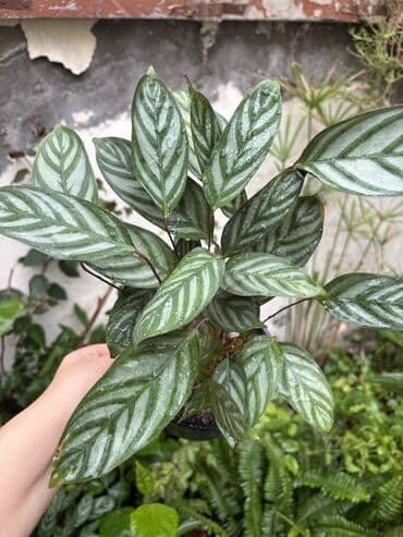 dua gülü: Dua gülü Vatsapp mövcuddur!. Çatdırılma metrolara, Şamaxinkaya — 1