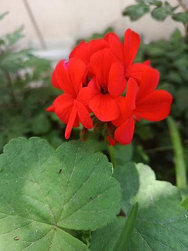 Pelargonium (qızılqabaq/geranium) saksı gülləri 4 AZN, geranlar 3 azn — 4