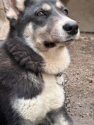 ağ xaski: Xaski, 6 ay, Erkek, Peyvəndli, Ünvandan götürmə — 2