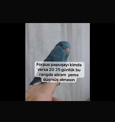 Alıram kimdə varsa səxsiyə yazsın mənə