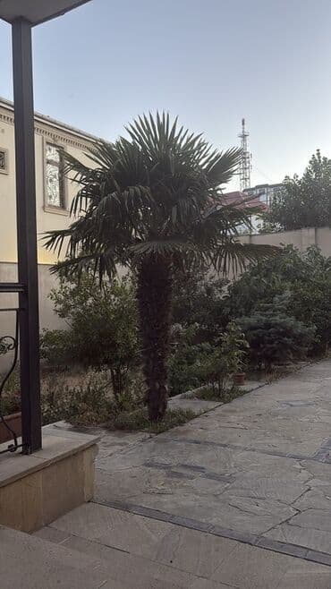 palmalar: Hündür palma ağacı. Həyətlər və bağlar üçün əla seçimdir. Tropik — 1
