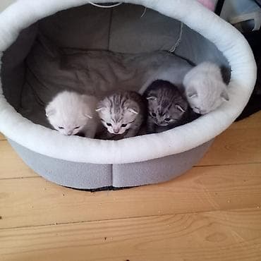 pişim: Britan — 7