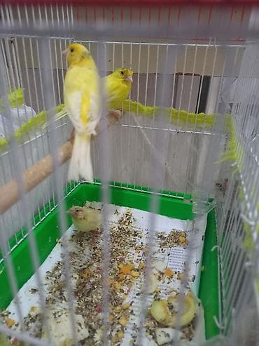 bülbül quşu: 1 cüt +1 bala 160m teç erkecler 60m — 2