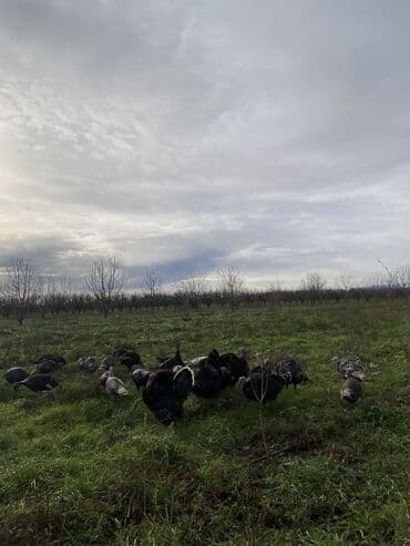 Erkək, Ətlik, Ünvandan götürmə