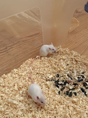 lal ördek satışı: Baxın bu kiçik, zərif cütlüyə! Onlar hələ ki, baladırlar, amma — 3