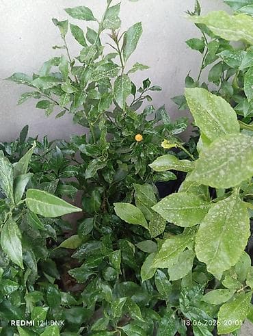 Sitrus fidanları – torbada əkilmiş, kökləri sağlam, çox budaqlı