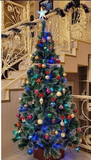 kivi ağacı: Şam ağacı — 1