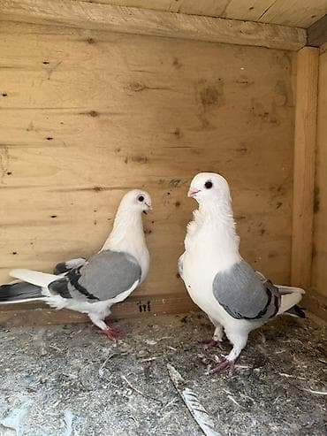 qirmizi bas goyercin: Bir cüt mısıri bangolar tam sağlam və qızğın — 1