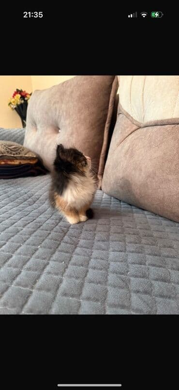 Птицы: Самка, В добрые руки, Самовывоз — 2