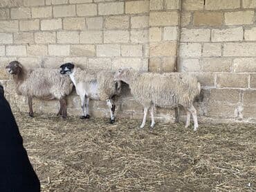 Dana, buzov: Boğaz Qoyunlar satılır yekə hündür qoyunlardı yelində təzə elyiblər 4 — 4