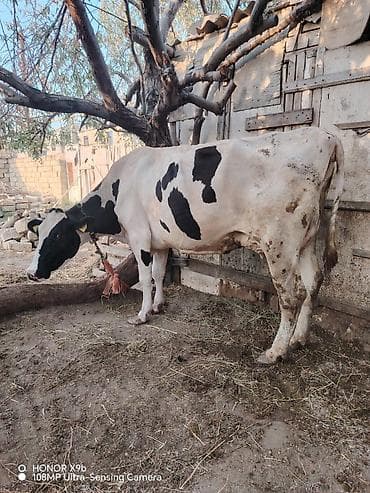 inəklə barter: Salam heyvan 7 ay əvvəl 2 ci qarın balanı doğum. Təzə doğanda 37 litr — 5