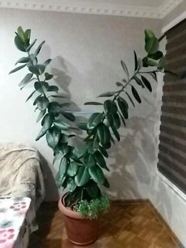 Lincoln: Fikus bitkiləri satılır . Həmişəyaşıldır . Otaqların ofislərin — 4