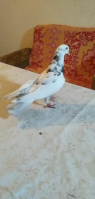 Göyərçinlər: Məhsul: Ev göyərçini (rəngarəng) Təsvir: - Zərif quruluşlu, uzun — 1