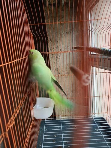 quş qəfəsləri: Qəfəs 9azn Valnisti Tutuquşu Qəfəsi 9azn Amadin Bülbül Qəfəsi 9azn — 12