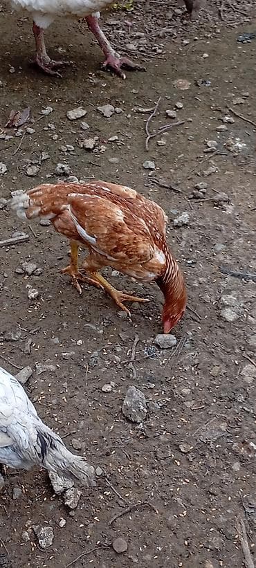 Heyrati doşab fərə satilir.6 ayliqdi türk cinsi