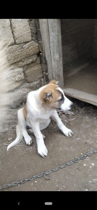 Kanqal, 2 ay, Peyvəndli