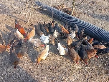 dovsan satilir: Salam. yumurtalıq toyuqlar satılır. ünvan salyan rayonu.şirvan salyan — 5