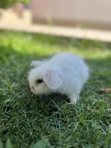 dovşan kamera: Holland Lop balası satılır. ✅ 1 aylıqdır ✅ Safqan Holland Lop ✅ Tam — 6