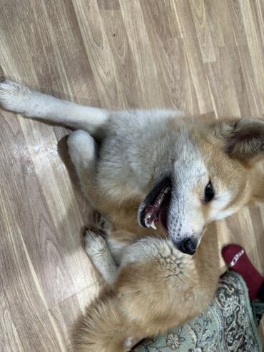 Digər heyvanlar: Akita-inu, 2 ay, Dişi — 3