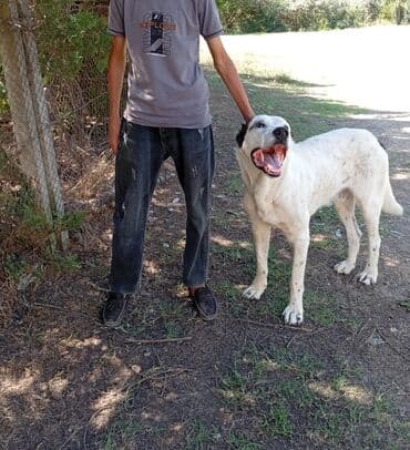 пудель карликовый цена: Хаски, 2 года, Самовывоз — 2