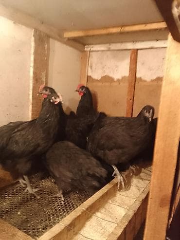 ag at sekilleri: Allah'ın salamı olsun hər birinizə! 15 dənə 3 ay yarımlıq orjinal — 5