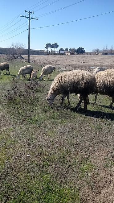 heyvan bazari tap az: 1 yas 3 ayliq qomral kərə qoc satilir — 3