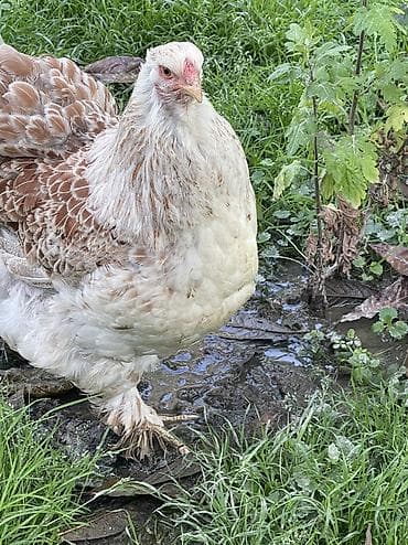 cex qus: Brama splash solmon. Brama cinsi 1 illik fere satılır aprelde — 7
