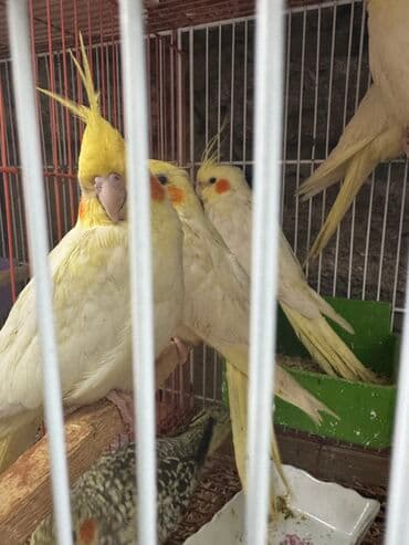 лоток для кошек баку: Korella — 1