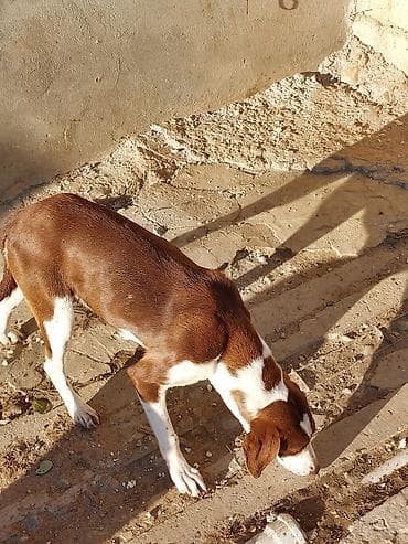 9 ay, Dişi, Ünvandan götürmə