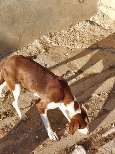 bildirçin satilir 80 qep: 9 ay, Dişi, Ünvandan götürmə — 1