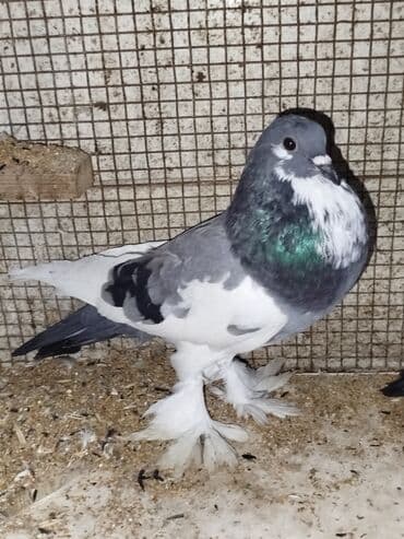 Gəmiricilər: Məhsul: Bəzək göyərçinləri – tüklü ayaqlı, boğazında “qalstuk/saqqal” — 1