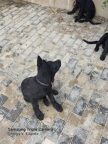 ag at satilir: Qara rəngli balaca itlər – enerjili və ayıq - Növ: it balası - Rəng — 3