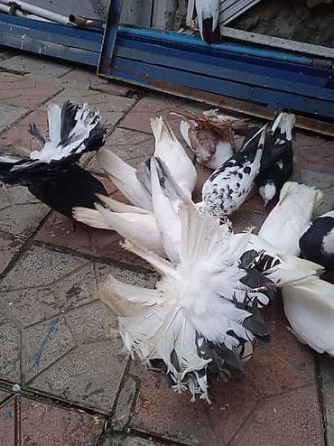 goyercinler satisi: Salam pavlin satılır üç ədədirucu birlikdə 50manat — 6