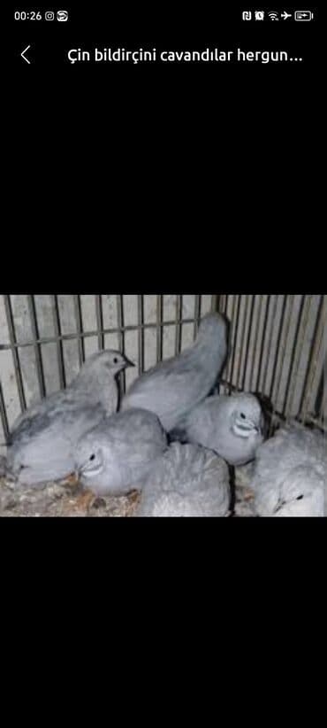 cuce qefes: Məhsul: Çin bildirçini (Coturnix chinensis – “Chinese painted quail” — 2