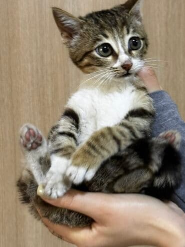 heyvanlara verilen xususi adlar: Tabbi — 4