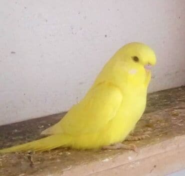 попугай ара цена: Valnisti 10 azn japonic 20 azn sari chex 25 azn shou jumbo 300 azn — 3