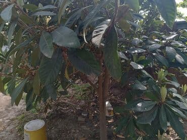 meyve tərəvəz: RT Arxasında körpüdən sağda 2 ci küçədə 2 mərtəbəli 8 otaqlı həyət evi — 41