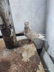 Gəmiricilər: Salam Alekum mayadir. Ciddi adamlar yazsin . ! — 1