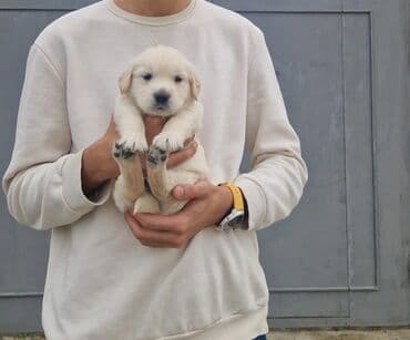 bala afcarka: Retriever, Erkek, Peyvəndli, Pulsuz çatdırılma — 1