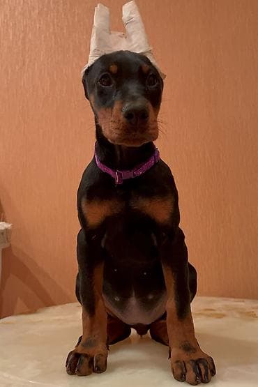 doberman balası: Doberman, 2 ay, Dişi, Peyvəndli — 2