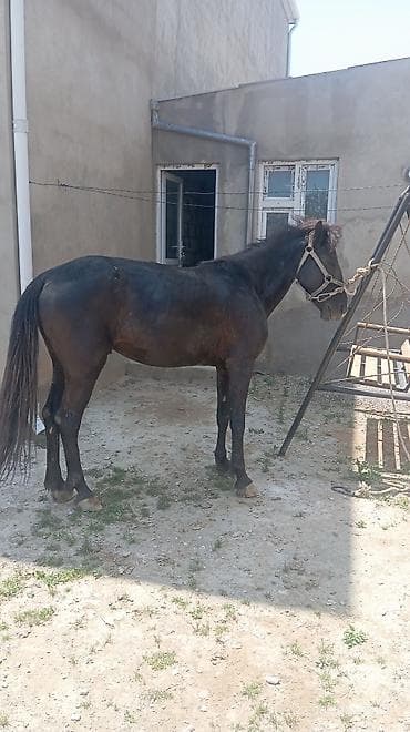 at bazar: Salam olsun her kese yorğa atdı 40 gedir yaşı 8 boyu 142 — 3