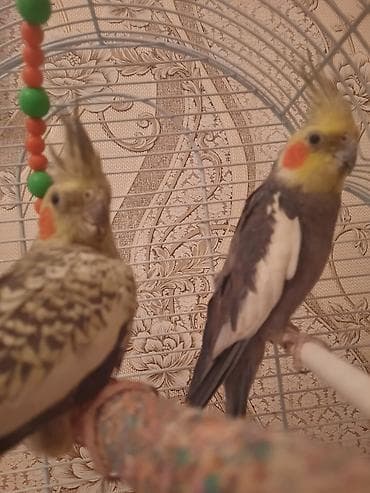 rəngli quşlar: Erkek tiwidir qefesle birnuerde verlir Nimfa (Cockatiel) cütlüyü və — 2