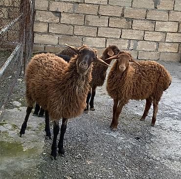 mal qoyun: Qoyunlar – yerli cins, qəhvəyi yunlu - Qrup şəkillərdə görünür: 3 baş — 1