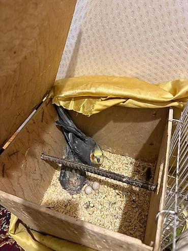 heyvanla barter: Qefes qarisiq korella altinda 5 yumurtasi var tecili pul ehtiyacdi — 1