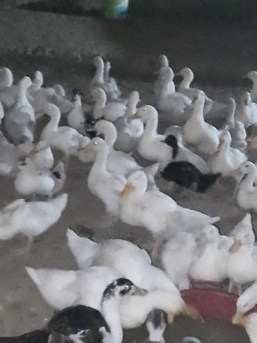 ordək balası və cucə: Satışda ördək sürüsü - Növ: ağ və qarışıq rəngli ev ördəkləri — 1
