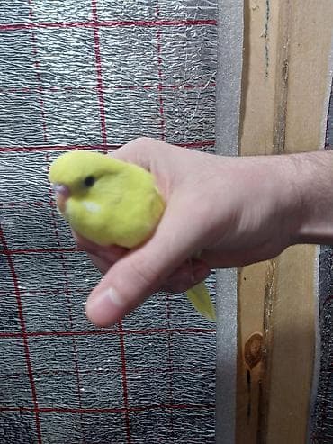 tutu kuşu: Hər ikisi çexdir və öz quşlarımın balasıdır birinci şəkildəki 3 aylıq — 2