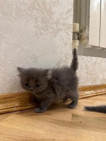 Boz balaca pişik balaları - Xüsusiyyətlər: - Tükləri vahid tünd-boz — 4