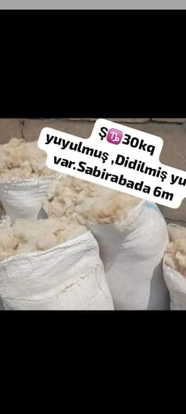 bakı tekstil fabriki: Yuyulmuş və didilmiş qoyun yunu - Çuvalda təmizlənmiş, didilmiş — 1