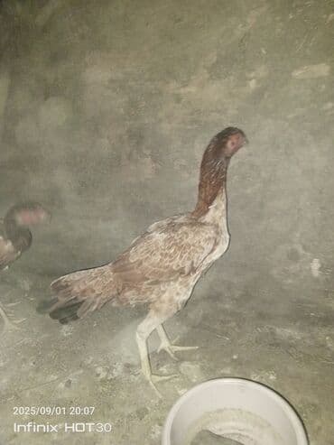 приют для кошек в баку: Super heyvanlardı cütü 80 manata deyilir real alan olsa endirim olar — 3