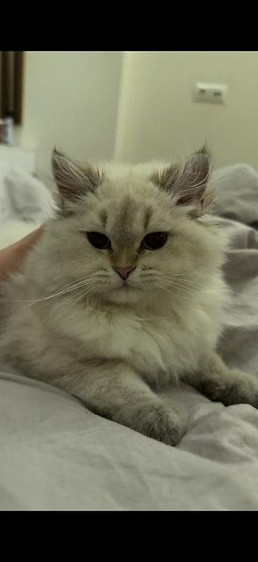 ev pisikleri satisi: Şinşilla — 2